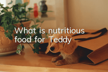 What is nutritious food for Teddy?