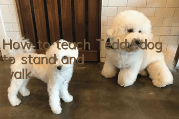 How to teach Teddy dog ​​to stand and walk