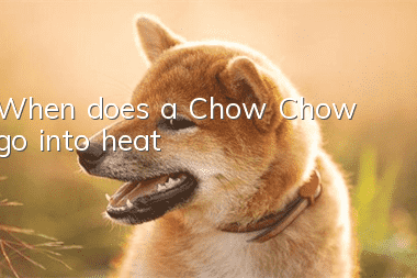 When does a Chow Chow go into heat?