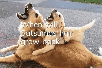 When will Satsuma's hair grow back?
