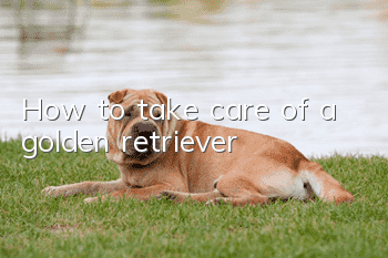 How to take care of a golden retriever