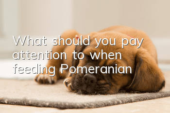 What should you pay attention to when feeding Pomeranian?