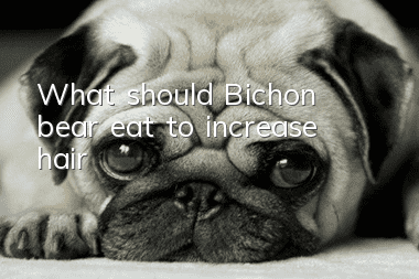 What should Bichon bear eat to increase hair?