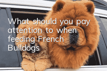 What should you pay attention to when feeding French Bulldogs?