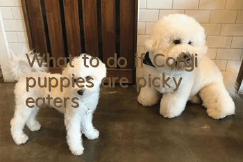 What to do if Corgi puppies are picky eaters