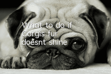 What to do if Corgi's fur doesn't shine