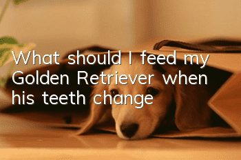 What should I feed my Golden Retriever when his teeth change?