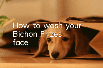 How to wash your Bichon Frize's face