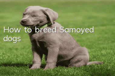How to breed Samoyed dogs