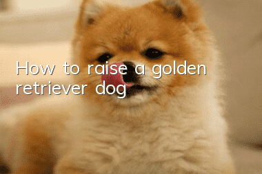 How to raise a golden retriever dog