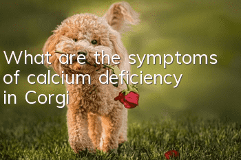 What are the symptoms of calcium deficiency in Corgi?