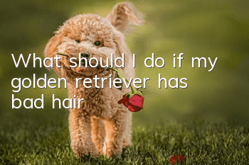 What should I do if my golden retriever has bad hair?