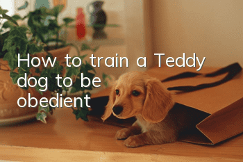 How to train a Teddy dog ​​to be obedient