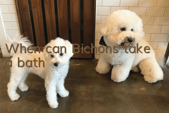 When can Bichons take a bath?