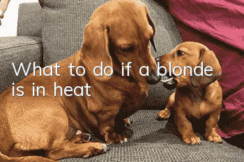 What to do if a blonde is in heat