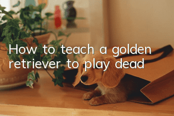How to teach a golden retriever to play dead