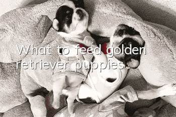 What to feed golden retriever puppies?
