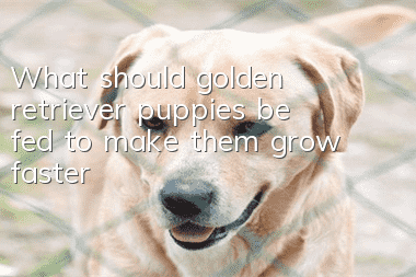 What should golden retriever puppies be fed to make them grow faster?