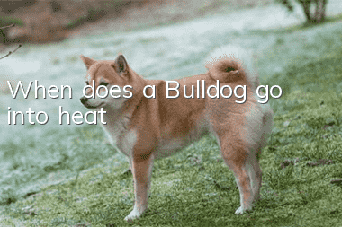 When does a Bulldog go into heat?