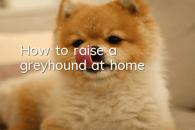 How to raise a greyhound at home