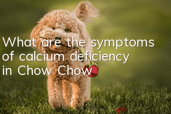 What are the symptoms of calcium deficiency in Chow Chow?