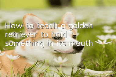How to teach a golden retriever to hold something in its mouth