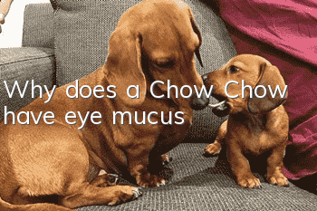 Why does a Chow Chow have eye mucus?