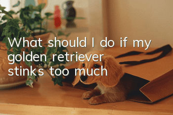 What should I do if my golden retriever stinks too much?