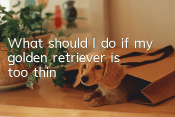 What should I do if my golden retriever is too thin?