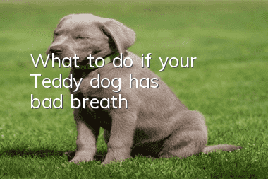 What to do if your Teddy dog ​​has bad breath