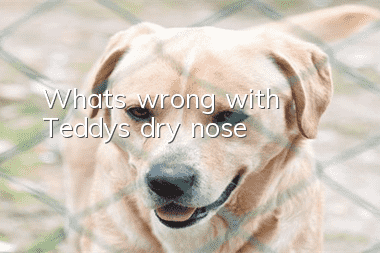 What's wrong with Teddy's dry nose?