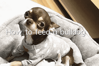 How to feed a bulldog
