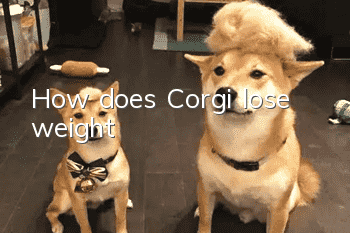 How does Corgi lose weight?