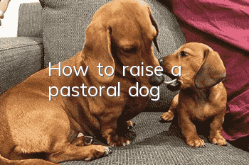 How to raise a pastoral dog