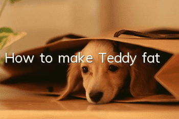 How to make Teddy fat