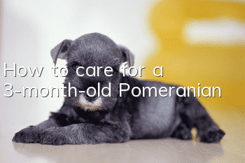 How to care for a 3-month-old Pomeranian