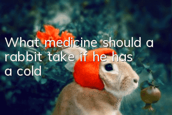What medicine should a rabbit take if he has a cold?