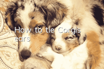 How to tie Corgi’s ears
