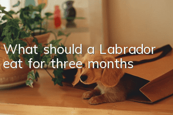 What should a Labrador eat for three months?