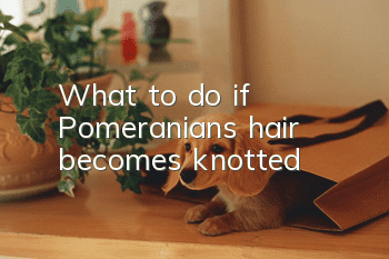 What to do if Pomeranian’s hair becomes knotted