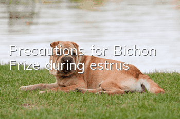 Precautions for Bichon Frize during estrus