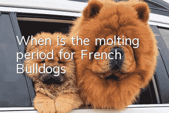 When is the molting period for French Bulldogs?