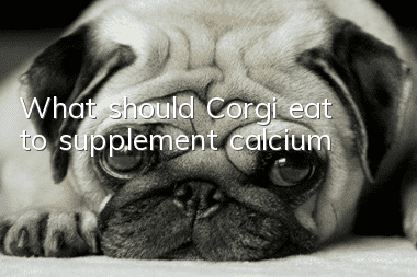 What should Corgi eat to supplement calcium?