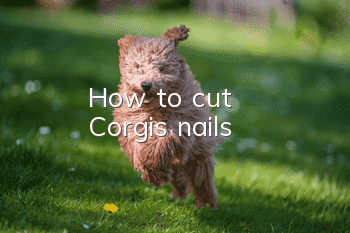 How to cut Corgi's nails