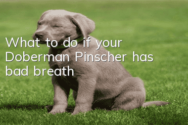 What to do if your Doberman Pinscher has bad breath