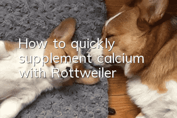 How to quickly supplement calcium with Rottweiler