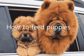 How to feed puppies