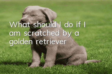 What should I do if I am scratched by a golden retriever?