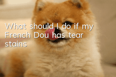 What should I do if my French Dou has tear stains?