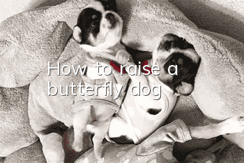 How to raise a butterfly dog